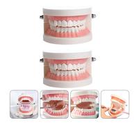 Modello di denti di plastica 1pc Modello di insegnamento Dimostrazione Modello