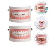 Modello di denti di plastica 1pc Modello di insegnamento Dimostrazione Modello
