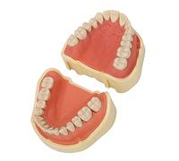 Modello di Denti Dimostrativi Dentali, Modello di Denti Dentali 28 Denti Fissaggio con Vite, Studio Standard Insegnamento della Modalità Dentale Per L'insegnamento, Display Pulito, Istruzione, Studio