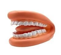 Modello di denti: educativo da usare in mano, modello di denti finti, dimostrativo per l'apprendimento delicato, adatto per l'educazione e la consapevolezza della salute