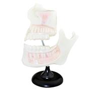 Modello di denti for bambini, modello anatomico, modello di denti standard for studenti da imparare e mostrare