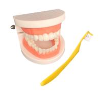 Modello di denti Lavarsi i denti Spazzolino da denti Montessori Apprendimento