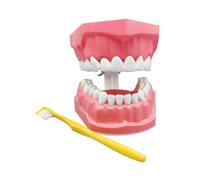 Modello di Denti per Bambini - Modello Dentale Interattivo Per Formazione Educativa Con Spazzolino | Materiale Didattico Per Studio Della Bocca Per Ragazzi E Famiglia