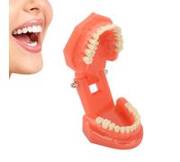 Modello di denti per studio, tipodont standard, insegnamento dentistico