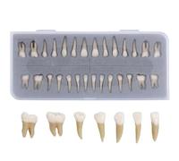 Modello di denti permanenti, 28 pezzi, modello dimostrativo dentale in resina artificiale, per studio e dissezione della morfologia dei denti