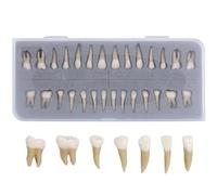 Modello di denti permanenti completo - 28 pezzi modello dentale in resina artificiale per dissezione dei denti e comprensione della morfologia dei denti