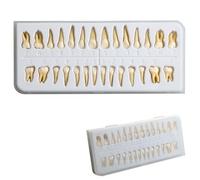 Modello di denti permanenti for impianti dentali 28 pezzi Bocca piena for adulti bicolore Standard 1:1 Prodotto for la pratica del dentista for studio dimostrativo M7021