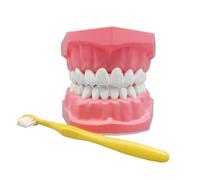 Modello Di Denti - Protesi Interattiva Con Spazzolino Da | Insegnamento E Apprendimento Materiale Formazione Pedagogica Per I Bambini Della Degli Studenti Scuola