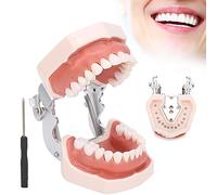 Modello di Denti Staccabili, Simulazione Modello di Denti Dentali Restauro e Inserimento di Impianti a Ponte Modello Didattico Didattico per la Pratica Didattica con Cacciavite per Morfologia Dentale