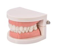 Modello Di Denti Standard, Forniture Per Studio Per L'insegnamento Dentale, Modello Per Spazzolare I Denti, Strumento Dimostrativo Per Le Gengive, Modello Didattico Per Denti Dimostrativi Typodont Per
