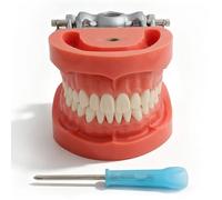 Modello di denti tipodontico dentale, modello dimostrativo dentale con 32 denti rimovibili, 200 tipi per insegnamento, pratica e studio