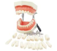 Modello di denti Typodont con denti rimovibili Modello dentale in resina per l'insegnamento dello studio per l'educazione dentale