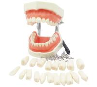Modello di denti Typodont con denti rimovibili Modello dentale in resina per l'insegnamento dello studio Typodont, Giocattoli didattici, Dentale, Bocca
