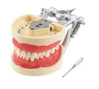 Modello di denti Typodont dentali, con 32 denti rimovibili compatibili con Kilgore Nissin 200 tipo per insegnamento, pratica e studio