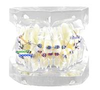 Modello di denti Typodont ortodontico dentale con staffe metalliche con lacci di legatura