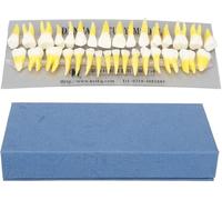 Modello di denti umani, modello didattico di denti permanenti a due colori, modello di denti ospedalieri stomatologici odontoiatrici da 32 pezzi/set, for dimostrazioni didattiche e ricerca