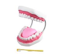 Modello di denti umani proporzionalmente accurato con lingua mobile facile da osservare può insegnare ai bambini la conoscenza della cura dei denti Modello dei denti per la pratica dei bambini