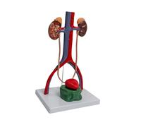 Modello di dimostrazione del sistema urogenitale Modello genitourinario