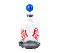 Modello di dimostrazione della funzione polmonare giocattolo educativo per