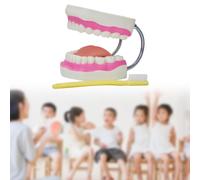 Modello di dimostrazione dell'insegnamento delle dentali, modello di