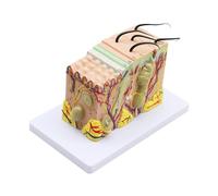 Modello di dissezione del tessuto sottocutaneo della pelle anatomica umana Modello di scuola di medicina Anatomia Biologia Sussidi didattici medici,Robusto e stabile(35)