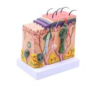 Modello di dissezione del tessuto sottocutaneo della pelle anatomica umana Modello di scuola di medicina Anatomia Biologia Sussidi didattici medici Per principianti e fai da te(50)