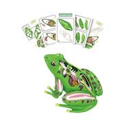 Modello di dissezione della rana 4D Learning Aid Aid Frogan e Modello di