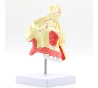 Modello di disturbi della faringe della laringe umana - Modello anatomico della gola della cavità nasale per l'educazione scientifica e l'insegnamento scolastico