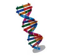 Modello di DNA partecipativo in classe per la visualizzazione di pensieri ereditari e test scientifici Modello di DNA cartaceo