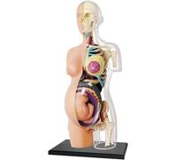 Modello di donna incinta traslucida da 8 pollici, modello di anatomia del torso di scheletro umano, 41 parti, tronco e feto staccabili, for l'esposizione in aula didattica e educativa.