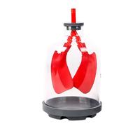 Modello di educazione medica per il movimento del diaframma e lo scambio di gas polmonare Dimostrazione in classe Uso Forte costruzione Modello di gas polmonare