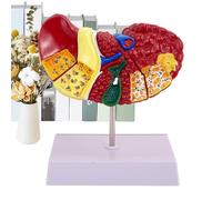 Modello di fegato umano: anatomica pedagogica, modello di anatomia epatica dettagliata | Aiuti per la formazione medica, modello di organo epatico, anatomielabor Frequisite, materiale