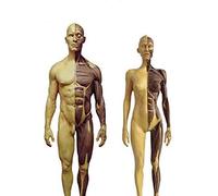 Modello di Figura Anatomica Umana - Figura di Anatomia Femminile e Maschile Modello di Osso Muscolare anatomico Umano - per Studio di Disegno di artisti Medici, Studio in Aula di scienze, es