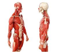 Modello di Figura di Anatomia Umana - 60 Cm/23,6 Pollici Figura di Anatomia Umana Manichino Disegno Figure per Insegnare Arte Scultura Strumento di Riferimento didattico Osso Muscolare,A