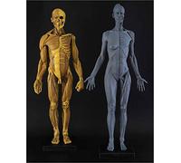 Modello di Figura di Anatomia Umana - Modello di Osso Muscolare anatomico Umano da 23,6 Pollici - Figura di Anatomia Femminile e Maschile per Studio di Disegno di Artista Medico,A
