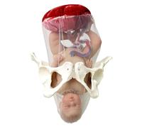 Modello di Formazione al Parto for ostetriche - Bambino e Bacino separabili | Modello dettagliato di insegnamento ostetrico for la maternità e l'educazione prenatale