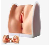 Modello di formazione anatomica della cavità pelvica per l'educazione | Texture in silicone morbido e delicato sulla pelle per una sensazione realistica, ideale per giochi sensoriali e sollievo