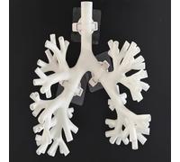 Modello di formazione sulla broncoscopia, modello di anatomia del ramo della trachea per insegnamento medico, simulazione dell'albero bronchiale per l'educazione medica e infermieristica