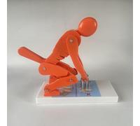 Modello di forza della colonna vertebrale per sollevamento pesi, display interattivo di sicurezza per il fitness con base, correzione della postura e strumento didattico per la protezione della colo