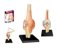 Modello di Ginocchio Umano Assemblabile 4D, Kit di Simulazione di Anatomia Fai-da-Te in Scala 1:2 per l'Insegnamento Medico