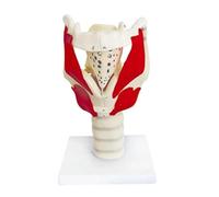 Modello di gola di anatomia umana, modello funzionale della laringe, for dimostrare la struttura e la funzione