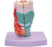 Modello di gola umana, modello anatomico della laringe a grandezza naturale 1:1