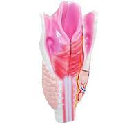 Modello di Gola Umana - Modello anatomico dell'organo Umano - Modello di Gola della Scienza dell'anatomia Umana - per l'aiuto per la Formazione educativa