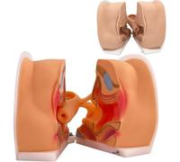 Modello di guida contraccettiva ginecologica, modello di formazione IUD, dimensioni reali 1:1, modello di anatomia riproduttiva femminile per lo studio