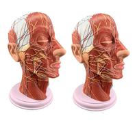 Modello di identificazione del Numero del Modello neurovascolare Superficiale della Testa Modello di Organo Umano Modello di Anatomia del Torso Umano (Confezione da 2)