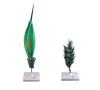 Modello di ingrandimento del fiore di grano, modello anatomico della pianta, modello anatomico del grano, pianta anatomica scientifica for lo studio della biologia, esposizione didattica