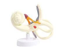 Modello di ingrandimento del labirinto a labirinto di labirinto vestibolare interno 18 volte, modello interno umano del labirinto, modello di anatomia dell'orecchio