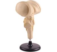 Modello di ingrandimento del tronco cerebrale, modellos anatomico ingrandito del tronco cerebrale umano, modello di nuclei ipotalamici for lo studio in aula di scienze.