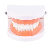 Modello di insegnamento dei denti dei bambini, strumento dimostrativo standard per bambini, strumento dimostrativo per la cura dei bambini, visualizzazione di uso didattico