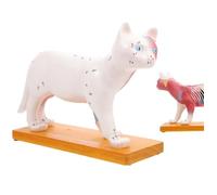 Modello di insegnamento del Gatto Anatomia Agopuntura Punto Anatomico Modello di Gatto per insegnamento Veterinario Strumento pedagogico con muscolatura e Punti agopuntura per Il Corso di fisiologia